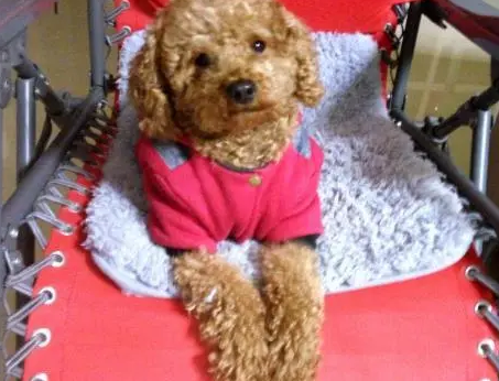 馋嘴小泰迪趁主人不注意,踮脚偷吃零食,结果摔得一脸懵