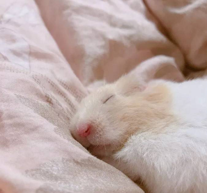 熟睡中的小仓鼠,睡得好香呀~