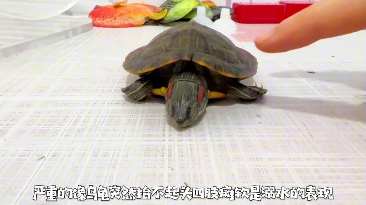 乌龟生病的预兆：如何判断乌龟是否生病了？