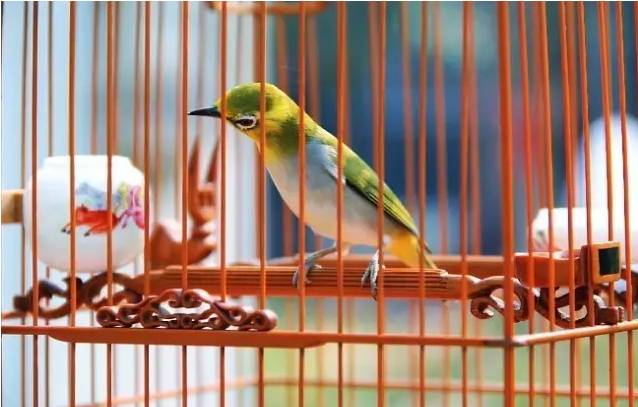 笼中的绣眼鸟