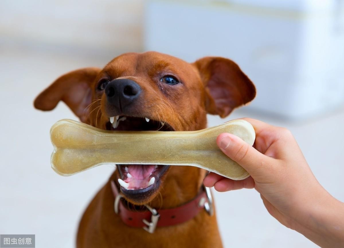 有必要给狗狗刷牙吗?科学刷牙预防疾病无忧