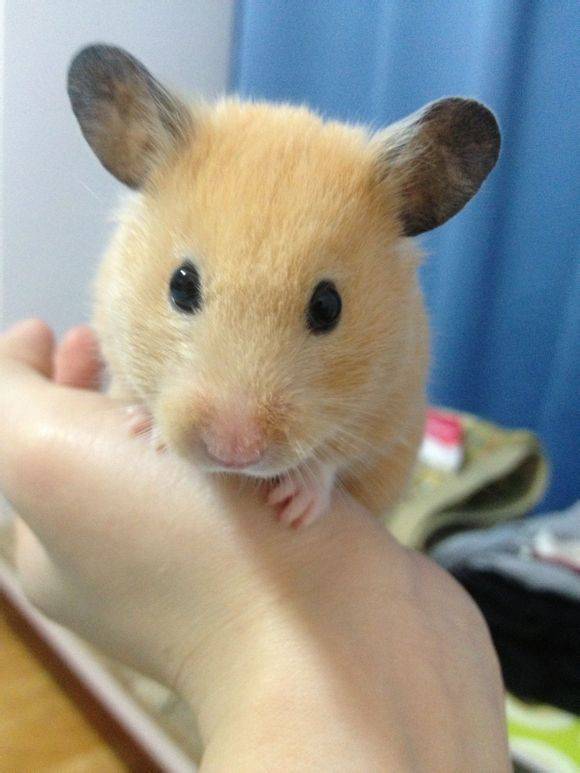 一只超级有洁癖的西施熊