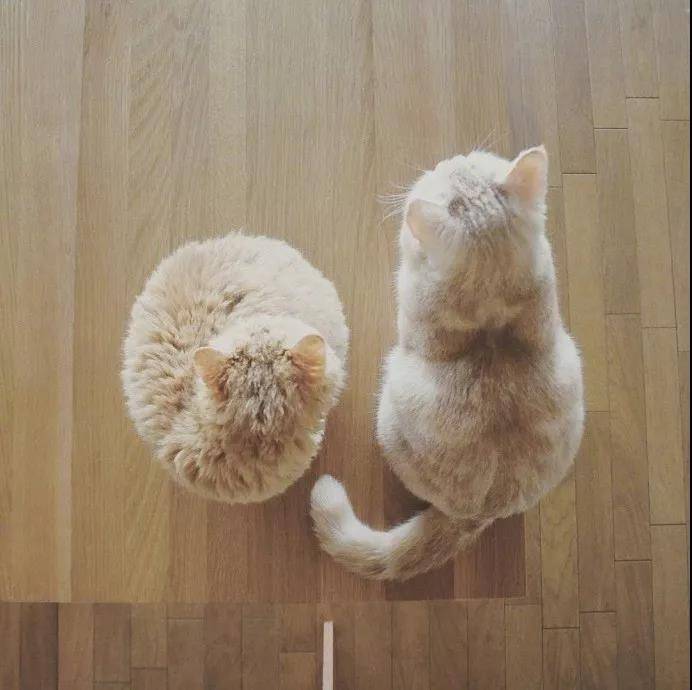 这么萌的小猫图片你见过吗?小猫PP对着你就像香酥软糯,入口即化。