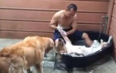 男人给金毛洗澡时,另一只在旁边看见,主人见到金毛的神情笑了