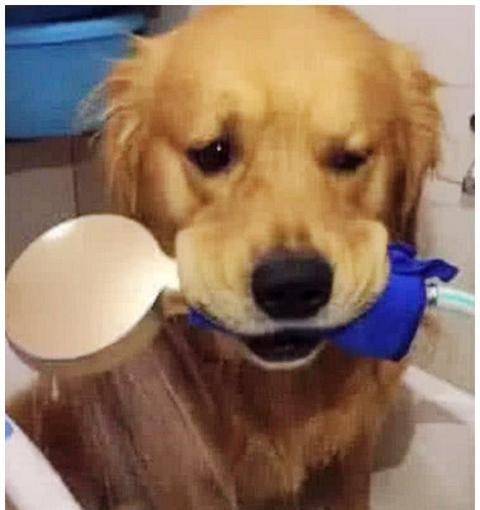 女子给金毛洗澡,结果它叼着淋浴自己洗,10分钟后一看,笑晕了