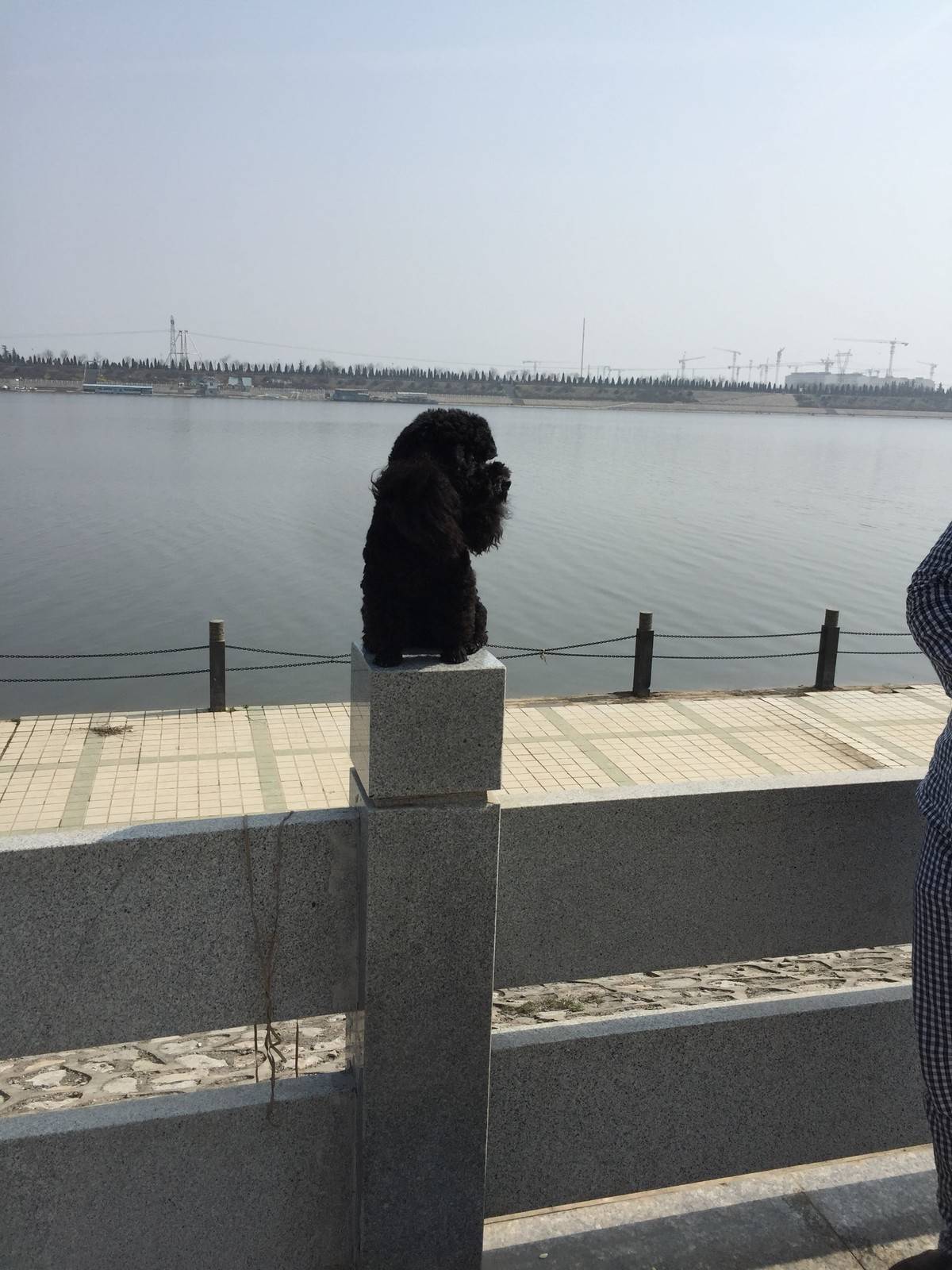 泰迪 阳光明媚,和麻麻出来晒太阳啦