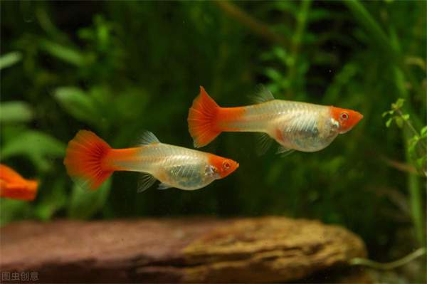 孔雀鱼水温多少度合适?