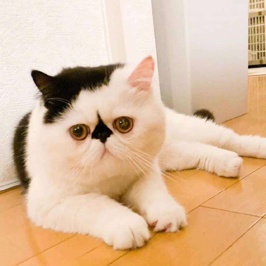 一只眉头紧锁的小可爱猫猫