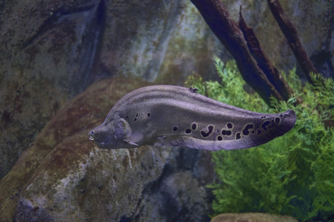 水族馆电鲶鱼图片
