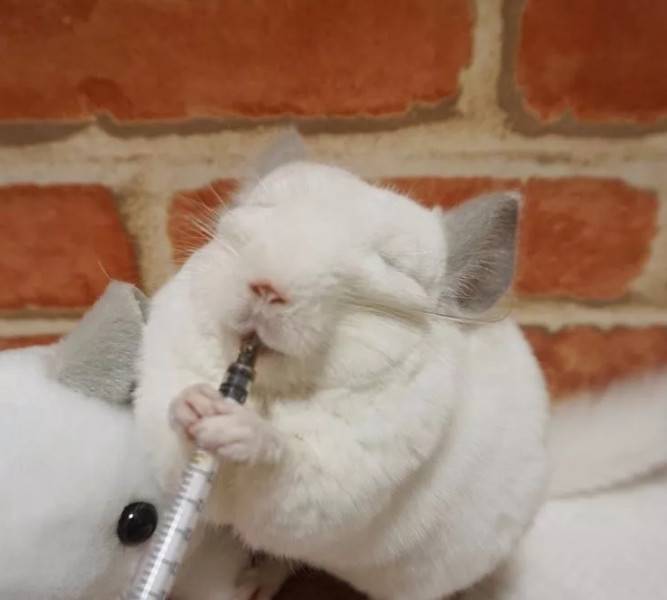 家里的龙猫大佬,平常高冷的不得了,可是一到吃的面前形象算什么能吃吗?