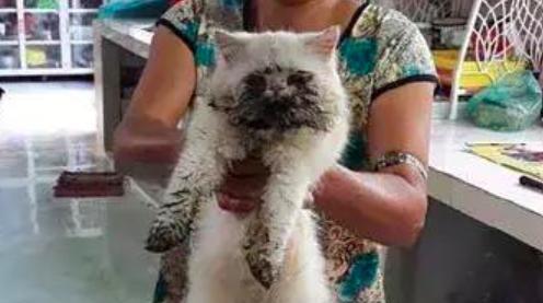 阿姨抱着暹罗猫来洗澡, 看着猫咪身上的脏东西, 给100也不洗