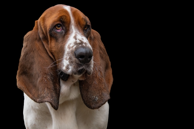 纯种巴吉度猎犬图片