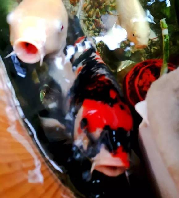 天气温暖起来了,在阳光的照射下锦鲤是那么的漂亮,一喂食一群群的游来,这是说不出来的幸福。
