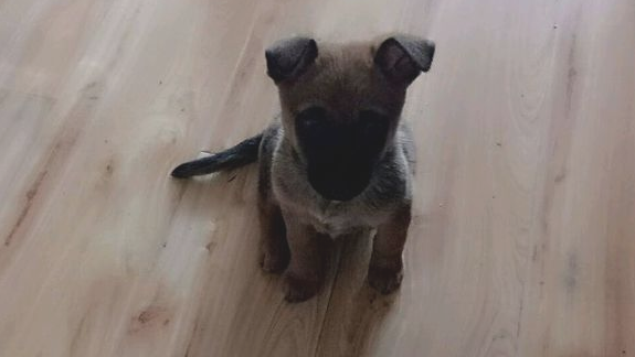 偷看美女洗澡的狗狗,去浴室冼澡也可以碰到这类色狗,狗妈妈知道吗