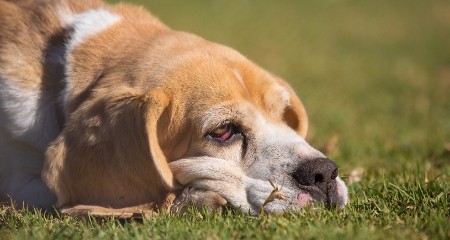 宠物发烧的 5 大常见原因
