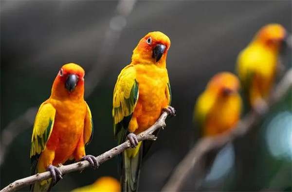 牡丹鹦鹉怎么训练?