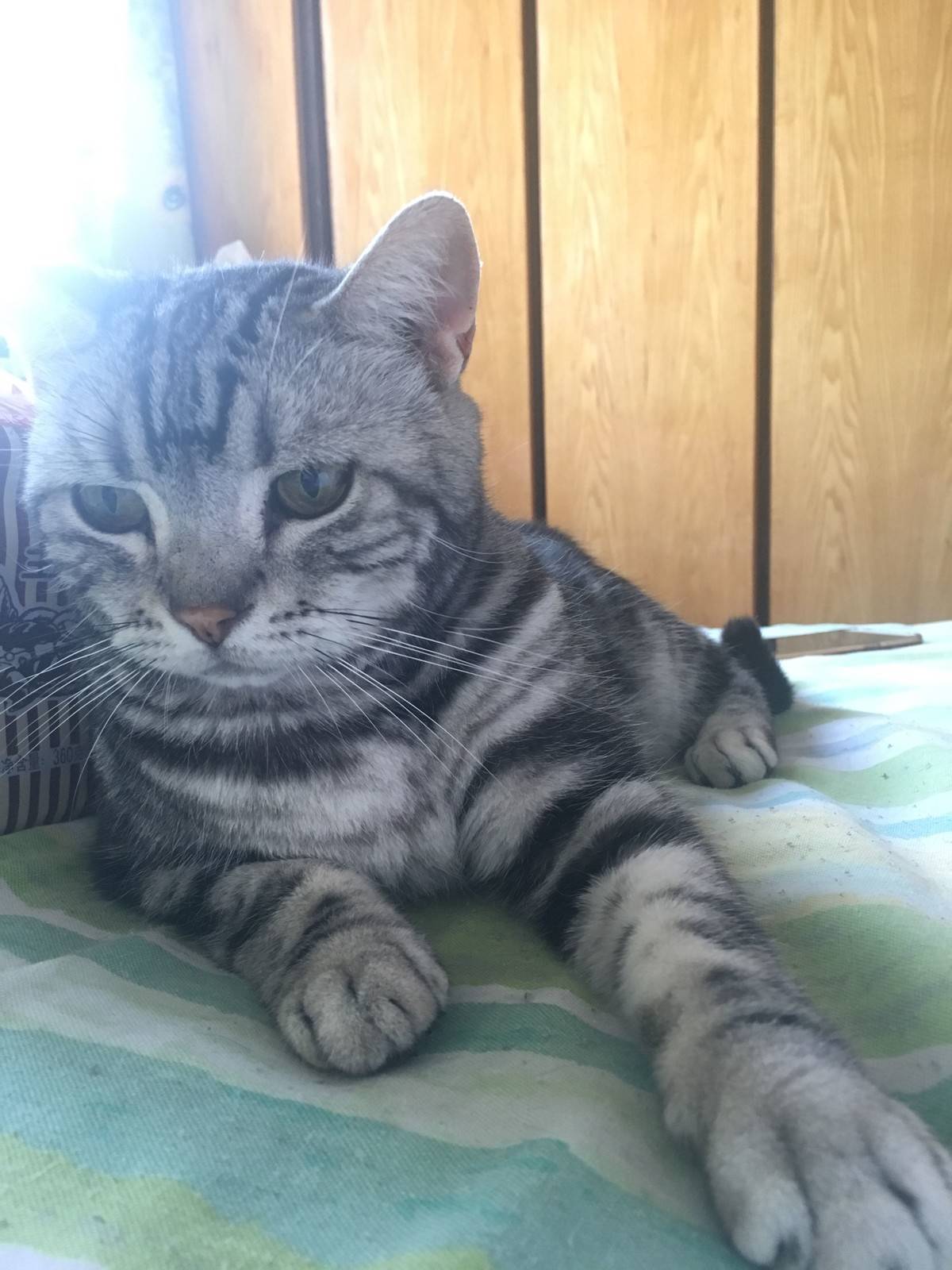 (美国短尾猫)我要姐姐抱抱 我要公主抱抱 飞起来的抱抱 转圈圈的抱抱