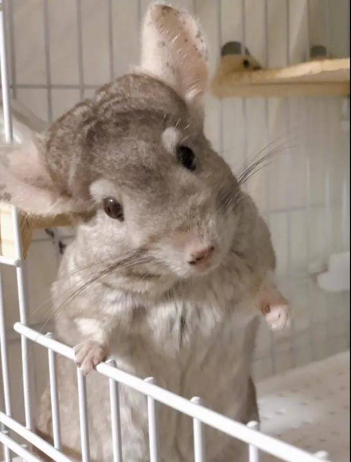 绿茶龙猫，只有我们女生能看出来