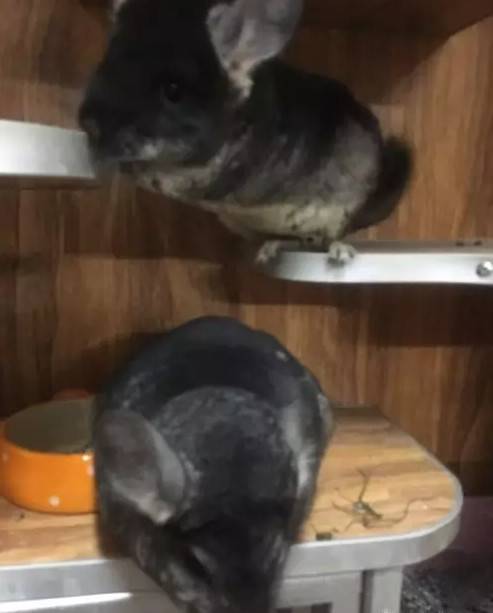 标灰色龙猫，丝绒黑两个都1岁，合笼：2019-1月25号合笼成功，乖巧听话