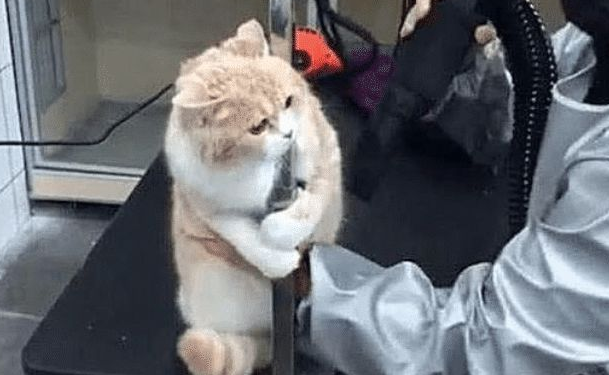 主人带猫去洗澡,迟迟没有被带出来,进去一看笑喷,猫:别动我!