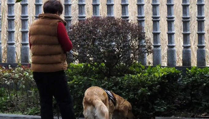 当爱犬变“凶器”：不牵绳的狗主人该负什么法律责任？