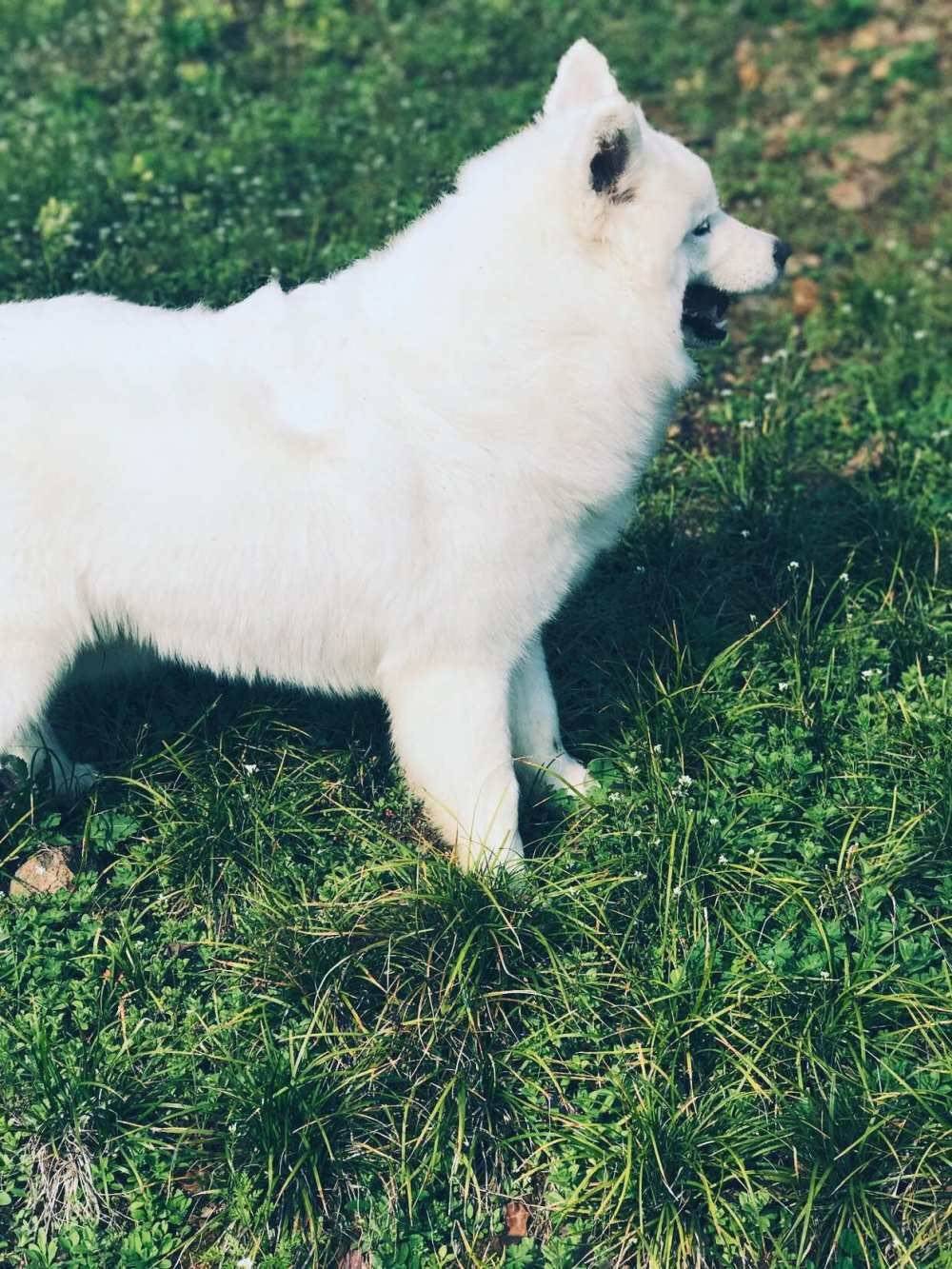 萨摩耶,美不美看图 你们的小可爱来了