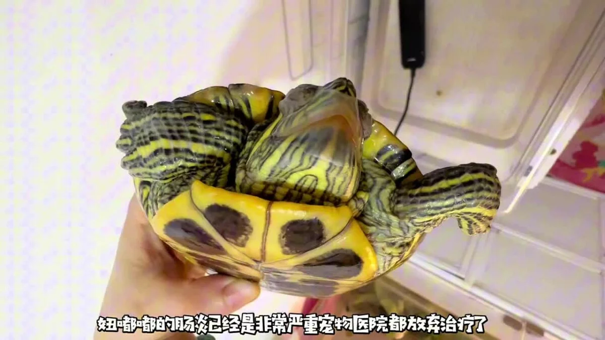乌龟重度肠炎怎么治疗？看看这位博主的成功经验