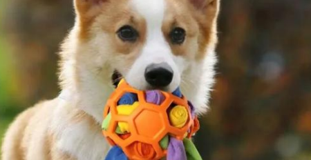 跨界者来了,宠物用品出海又添新战事!