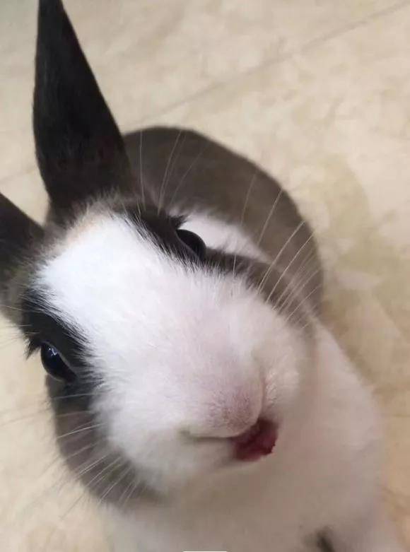 好可爱哦 萌萌哒,正好来场龟兔赛跑