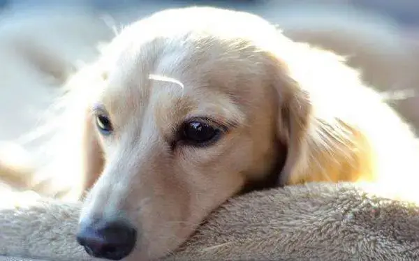 宠物寄生虫病知识讲解,类型、危害患病表现等!