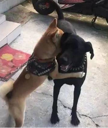 看妈妈取出了沐浴露,狗子微笑秒收:要背井离乡遁入空门一下!