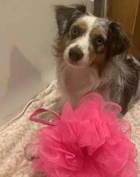 德牧犬反感洗澡的时候屁股湿掉,竟在浴盆里打开大绝技......