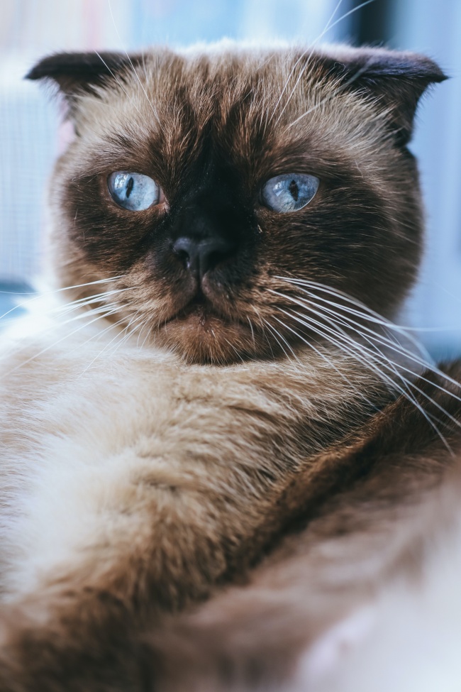 蓝眼睛的猫图片