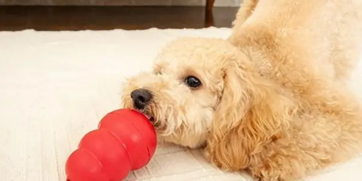 宠物训练零食:喂食量与正确使用方法