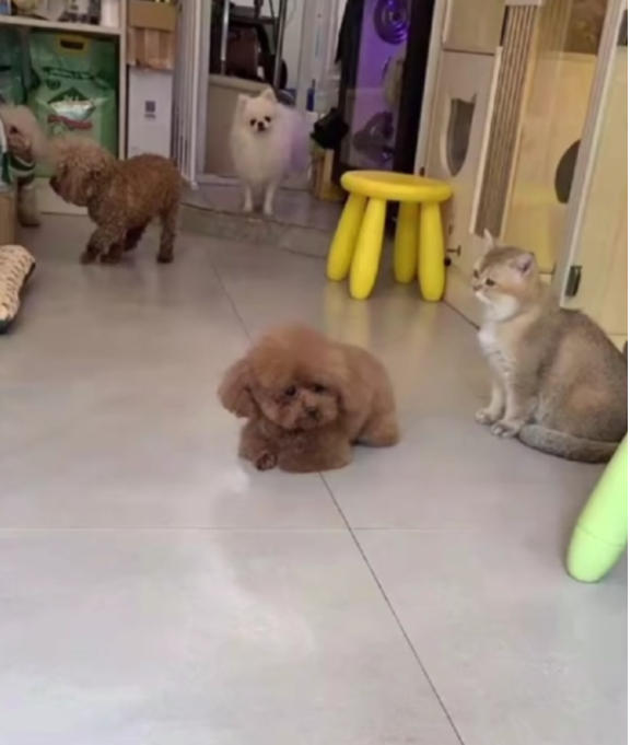 送泰迪去宠物店洗澡,接它时狗子眼泪快出来了:麻麻怎么还不来接我…