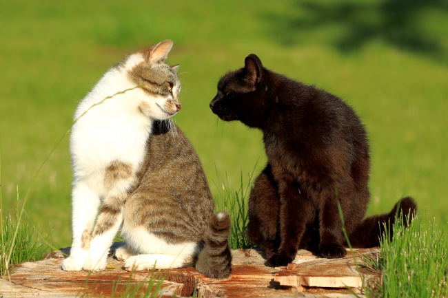 两只可爱小猫对视图片