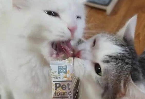 两只猫抢零食吃,随后的画面令人笑喷,猫:哎,咬到我舌头了