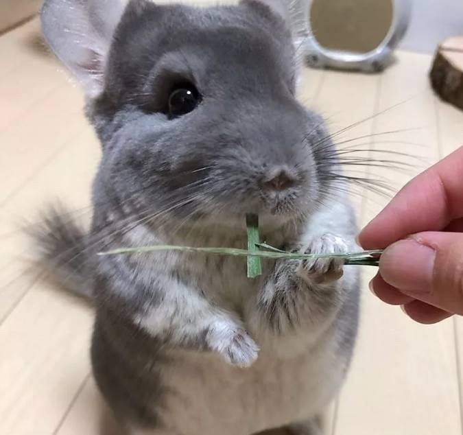 紫灰龙猫在美食面前,它可以随时随地给你卖萌让你无力招架给它吧,都给它吧.