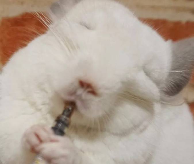 家里的龙猫大佬,平常高冷的不得了,可是一到吃的面前形象算什么能吃吗?