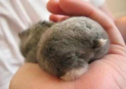 仓鼠撅起小屁屁，屁股又萌又好看