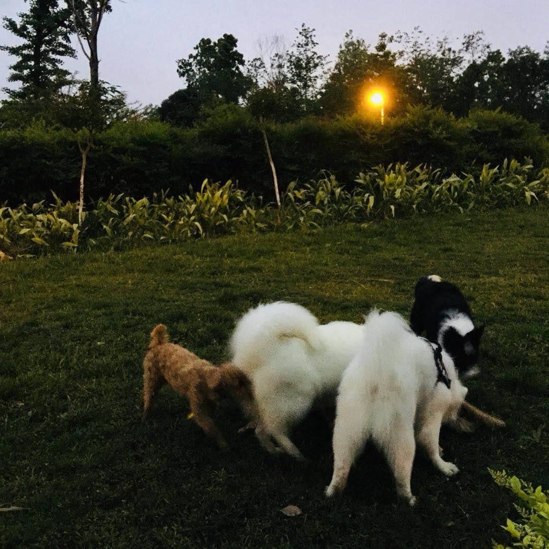 一下班就是萨摩耶犬活动时间