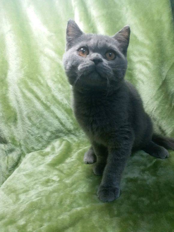 健康活泼的蓝猫妹妹，一不小心就三个月大了。