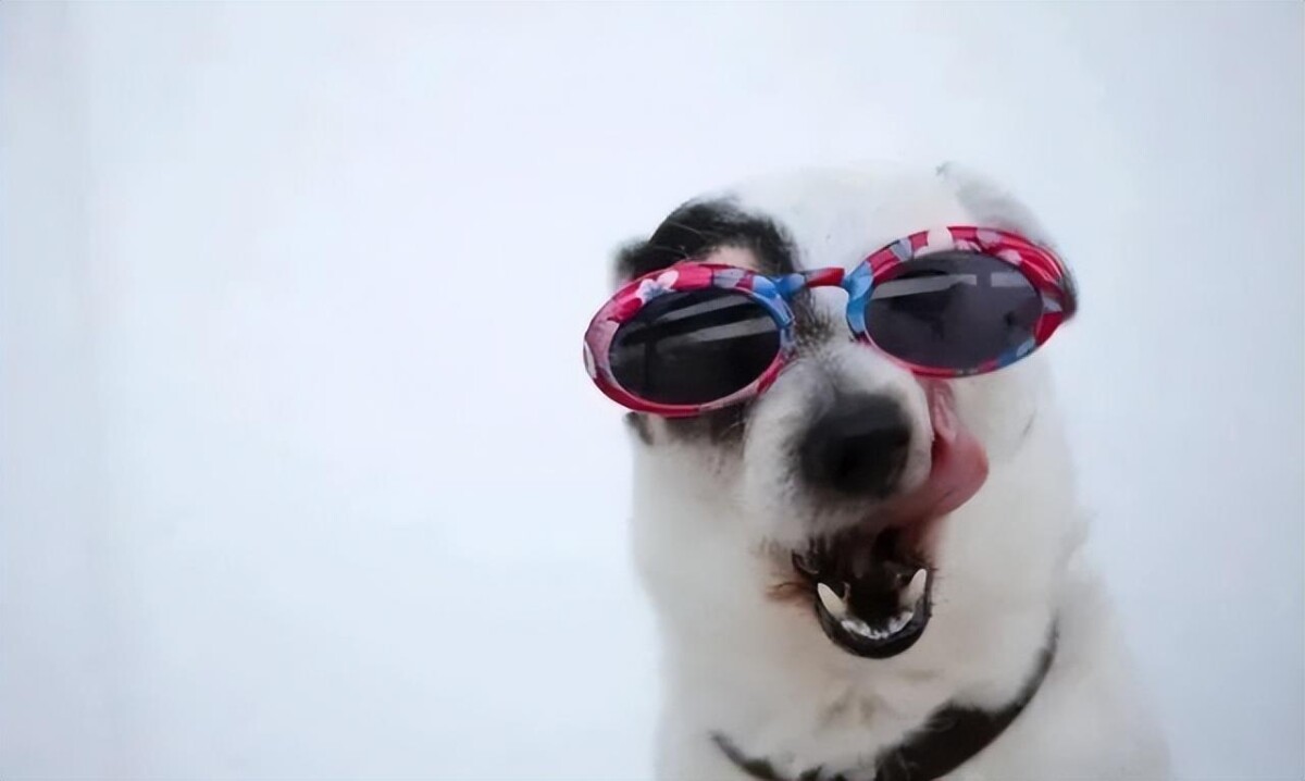 狗狗总是放臭屁是怎么回事？可能是肠胃出问题了！