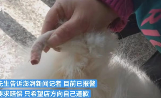 一男子将自家的萨摩耶送去宠物店洗澡,不料......