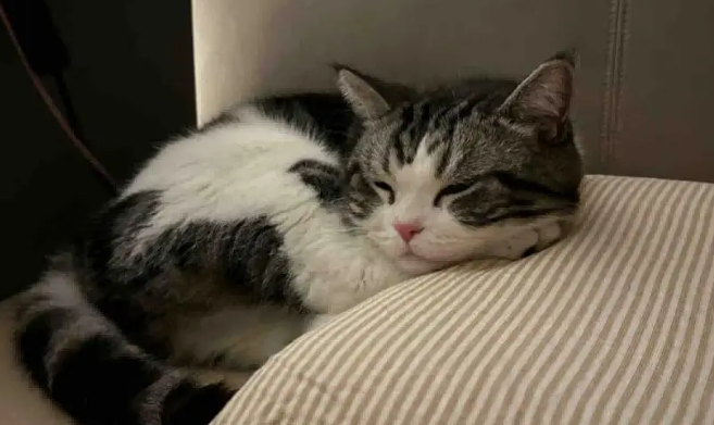 爸爸吐槽猫不会抓老鼠,结果……被猫“报复”