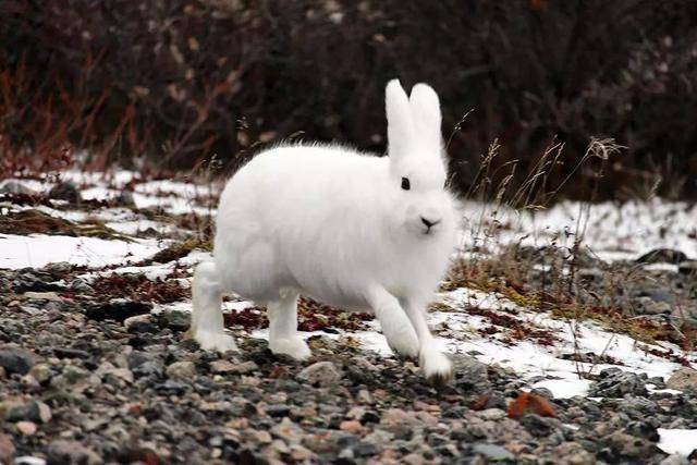 萌物系列北极兔兔宝宝,太喜欢了,就是没有机会养