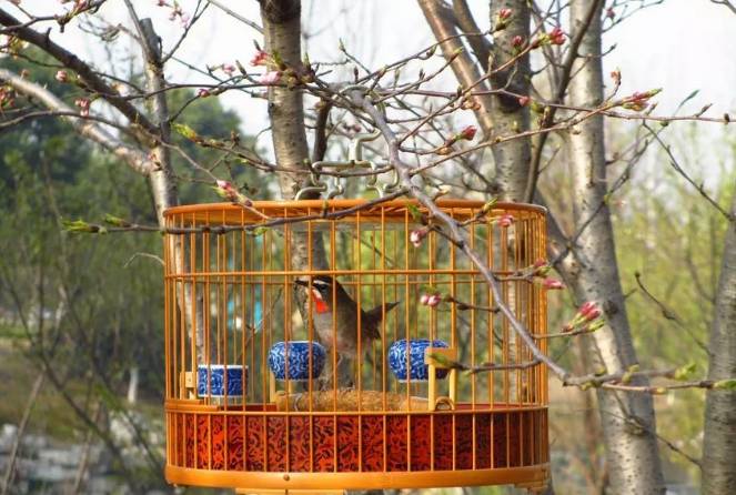 天气晴好 遛遛鸟