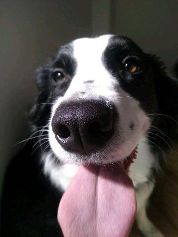 可爱,健康美丽的大鼻头