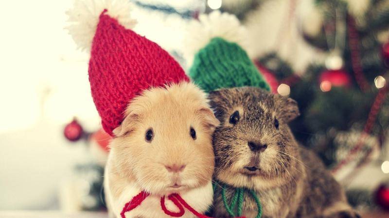 仓鼠感冒了怎么办