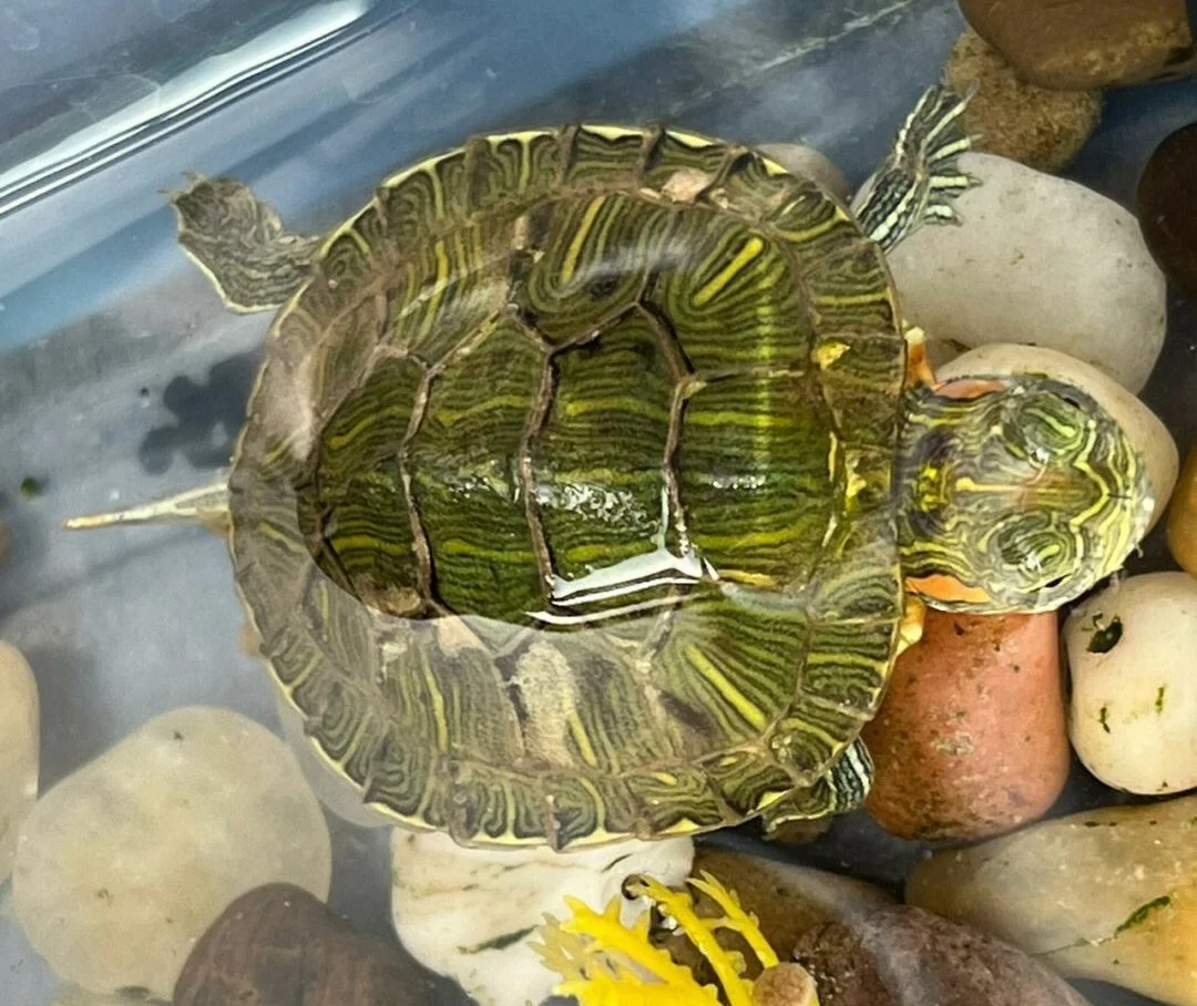 如何检查乌龟是否健康？其实在家就能给龟龟体检